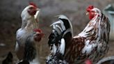 Japan to resume Brazil chicken imports from Santa Catarina