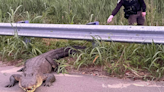 North Carolina deputies remove alligator from Highway 17S twice in one night