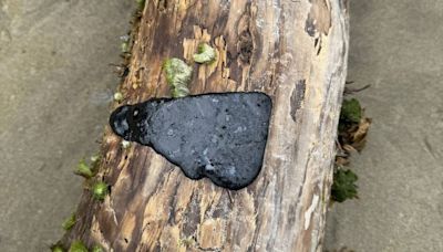 ‘Clumps’ of tar wash ashore on Oregon beaches. Don’t get near them, officials warn