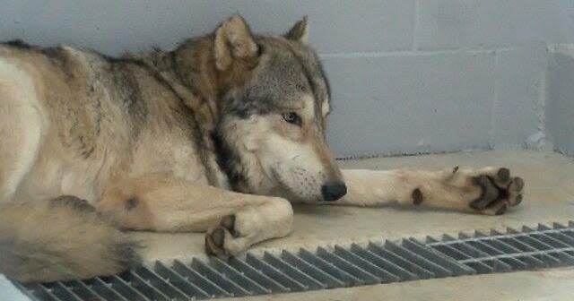 'Breeders should be more responsible': Wolf-dog sanctuary weighs in on recent dog attack