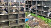 Mumbai Shocker: Disturbing Vandalism At Juhu Koliwada Cemetery; Human Remains Strewn Across Burial Niches