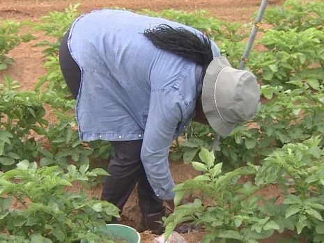 Research project in P.E.I. potato field confirms the oldtimers were right about manure | CBC News