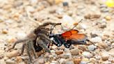 Massive wasps are ready to shut down hot tarantula summer