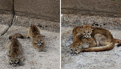 Video shows mountain lion cubs' dramatic rescue moments before dam opens