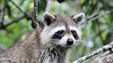 Video of raccoon watching squirrel leap over Florida alligator goes viral