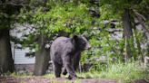 Dead bear found in plastic bag in Arlington, authorities say