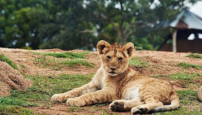 Tiny Lion Cub Practices Their Roar and Delights Tourists in Tanzania