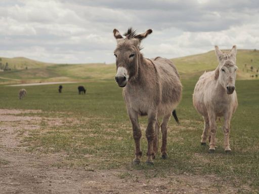 New clues revealed in ‘senseless’ killing of 19 wild burros, California officials say