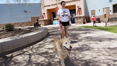 ThunderShirts, dance parties and anxiety meds can help ease dogs’ July Fourth dread