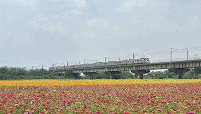 假日賞花去 高屏溪舊鐵橋下花海綻放人潮湧現