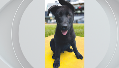 Pittsburgh Pirates need help naming new team dog