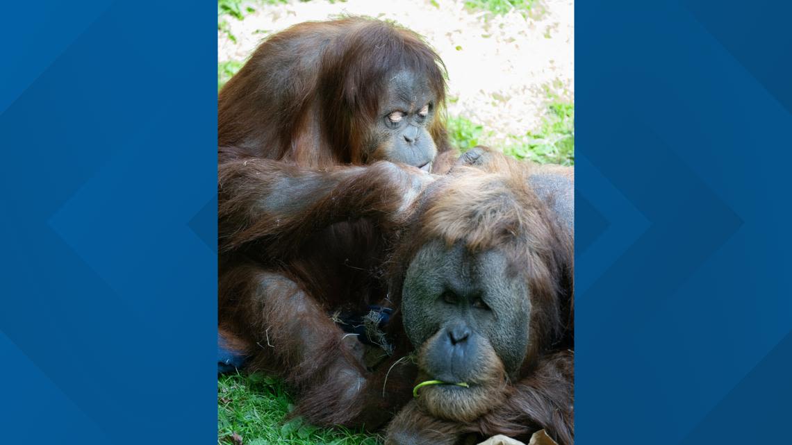 Woodland Park Zoo expecting first orangutan baby in 35 years