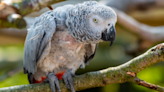 Parrot's Heartfelt Greeting When Mom Returns Home Is Full of Pure Love