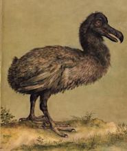 Dodo