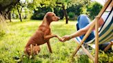 Trainer reveals the secret to a better behaved dog — it sounds counterintuitive but it really works!