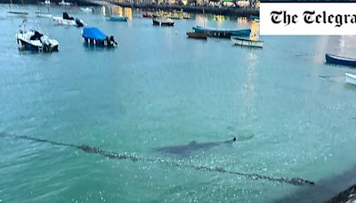 Children run from sea after 10ft shark spotted in Cornwall harbour