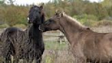 La raza de caballos que pone en duda la teoría de que estos animales llegaron a América con los colonizadores europeos