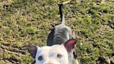 Pit bull terrier Pear and her friends seek adoption from the Beaver County Humane Society