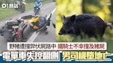 奪命車禍！野豬遭撞斃伏屍路中 電單車撞豬屍 鐵騎士拋出墮地亡