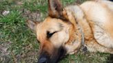 Unleashed German Shepherd Dog Shot and Killed at Nashville Park