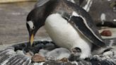 Zoo welcomes first penguin chicks of breeding season