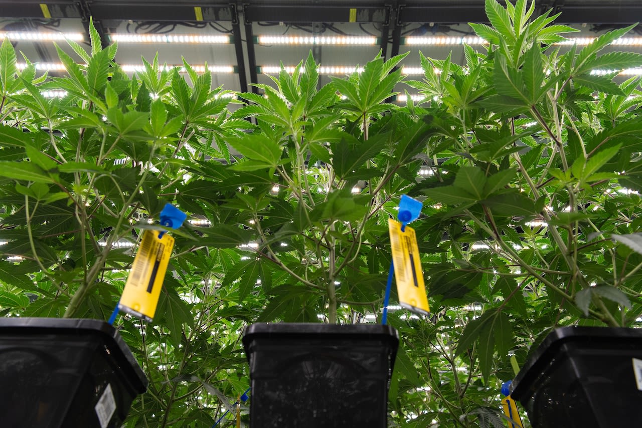 Ohio OK’s more marijuana companies to operate in recreational market – including 4 testing labs