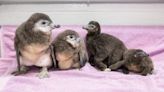 Meet the New England Aquarium’s 4 new African penguin chicks