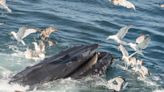 Video of Whale Gulping Down Hundreds of Fish Is So Cool To See