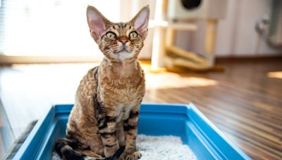 Macht nicht nur die Katze froh: Dieser praktische Reiniger fürs Katzenklo ist ein TikTok-Hit