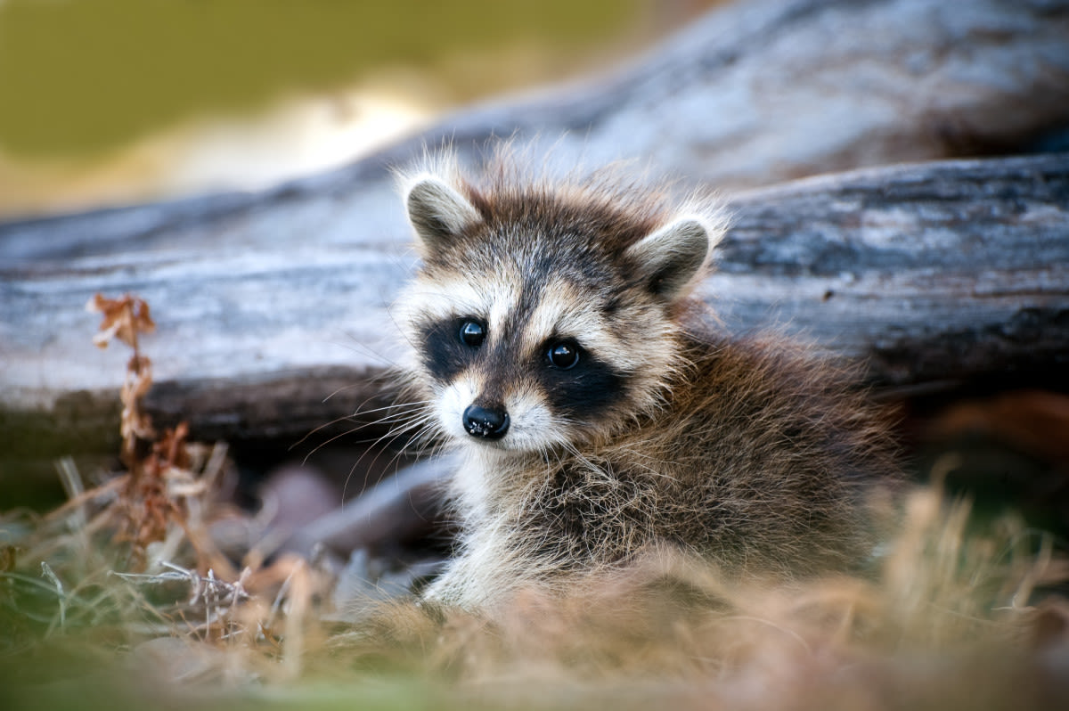 Video of Raccoon Teaching Her Cubs to Climb a Tree Is Too Cute to Miss