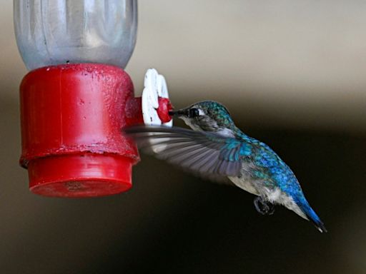 In Cuba, a haven for the world's tiniest bird