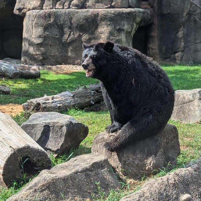 Rowan Wild euthanizes female black bear - Salisbury Post