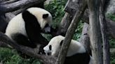 中國大貓熊年底前重返美動物園 貓熊外交邁入新時代
