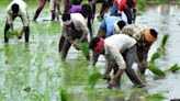 Telangana to launch a new weather app for farmers and procurement centres