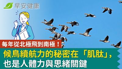 每年從北極飛到南極！候鳥續航力的秘密在「肌肽｣，也是人體力與思緒關鍵