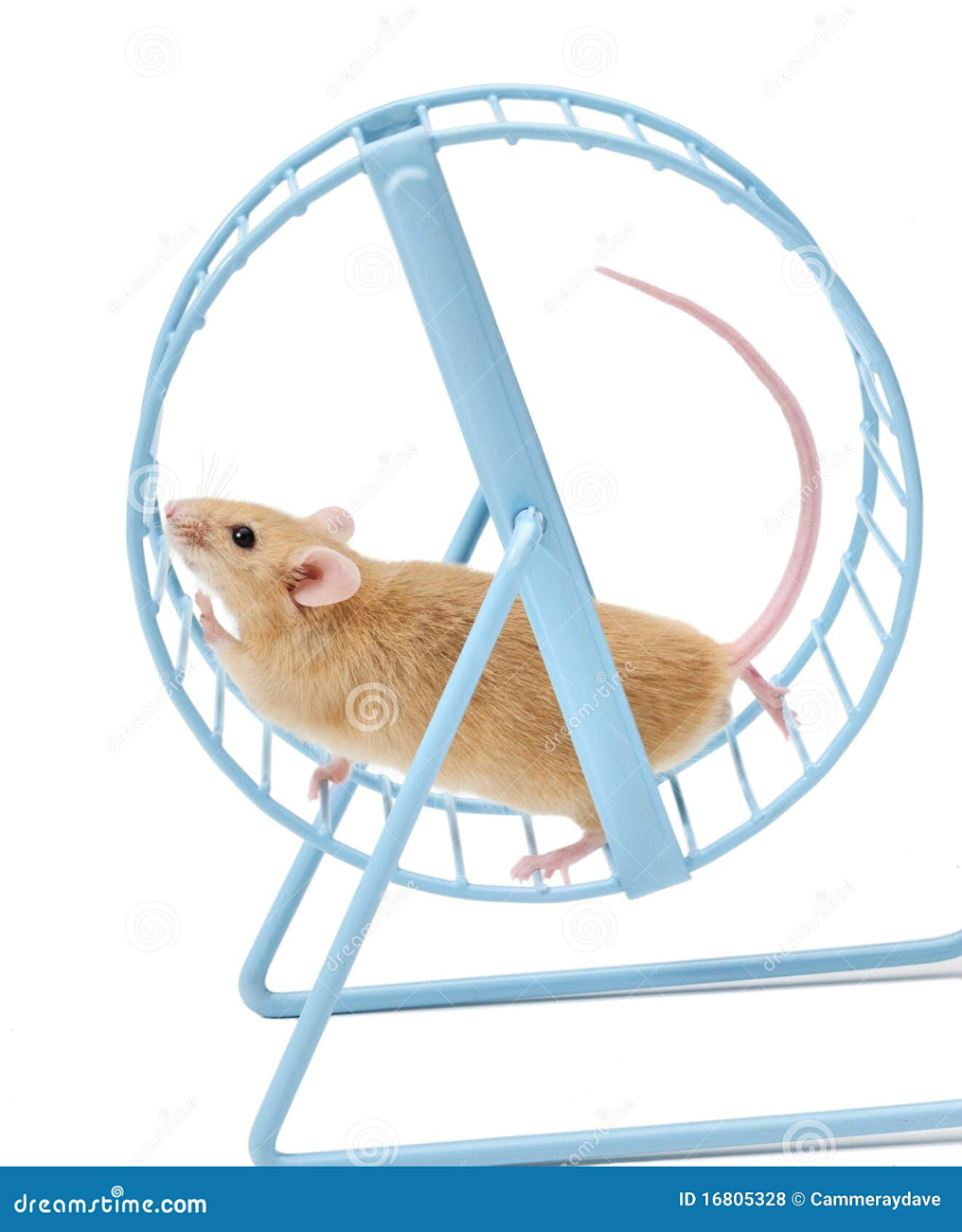 mouse-exercising-hamster-wheel-16805328.jpg