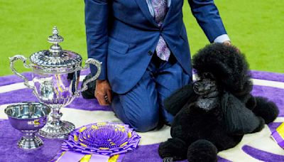 Miniature poodle named Sage wins Westminster Kennel Club dog show