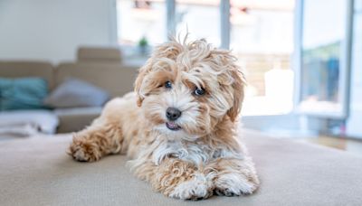 These Small Fluffy Dog Breeds Will Replace Your Favorite Teddy Bear