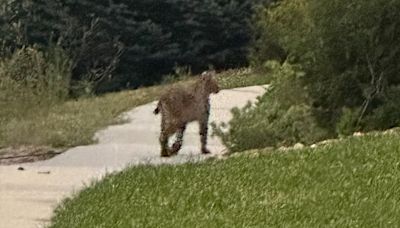 Caught on camera: Bobcat in Highlands Ranch neighborhood