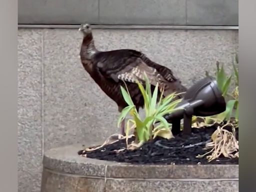 Astoria, el pavo salvaje que puedes encontrar por las calles de Manhattan