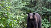 Teen attacked by bear near Arizona-New Mexico border