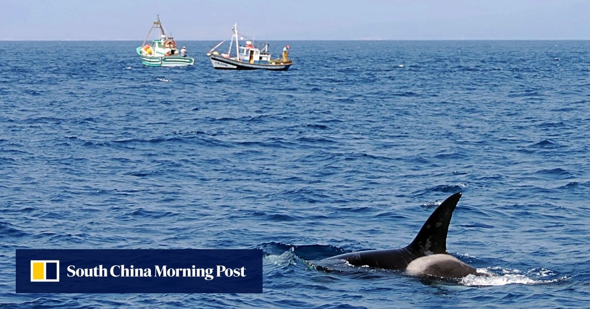 Killer whales sink sailing yacht in Strait of Gibraltar in new attack