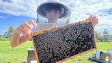 Heritage Bee Farm in Myakka City keeps buzzing along | Your Observer