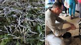 Sericultura en Matanzas: Investigadores crían gusanos para producir hilos de seda