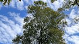 The American beech is a regal shade tree found in central Ohio
