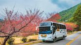 台中公車旅程春 季探索武陵農場櫻花風情