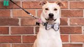 A Minute Of Kindness: Teenager Re-Homes Pets With Bow Tie Makeovers