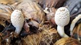 Unassuming mushroom in Karnataka spurs groundbreaking research and potential medicinal breakthroughs - CNBC TV18
