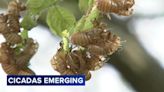 Cicada emergence begins in parts of Chicago area: 'Don't be alarmed'