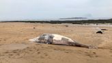 Why do so many whales end up on Britain's beaches?